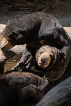 Oso malayo jugando