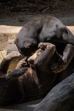 Oso malayo jugando