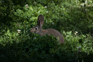 Conejo escondido en la sombra