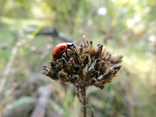 ladybug