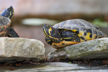 Close up portrait of two turtles yellow bellied slider, Trachemys scripta scripta is a land and water turtle belonging to family Emydidae, Subspecies of pond slider is native from Florida to Virginia.