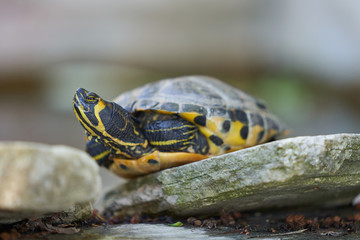 Close up Picture on turtle yellow bellied slider, Trachemys scripta scripta is a land and water turtle belonging to family Emydidae, This subspecies of pond slider is native from Florida to Virginia.
