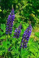 Lupinus