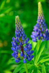 Lupinus