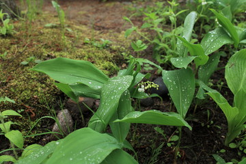 morning dew on green leaves of lily of the valley