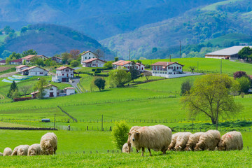 Sheeps at the meadows of the Basque Country