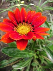 red flower in the garden