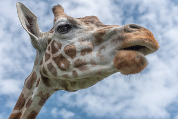 Northern giraffe, Giraffa camelopardalis, three-horned giraffe. The head of giraffe against the...