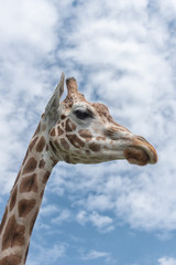Elegant and exalted giraffes, Giraffa camelopardalis. The head and the long neck of giraffe against the blue sky