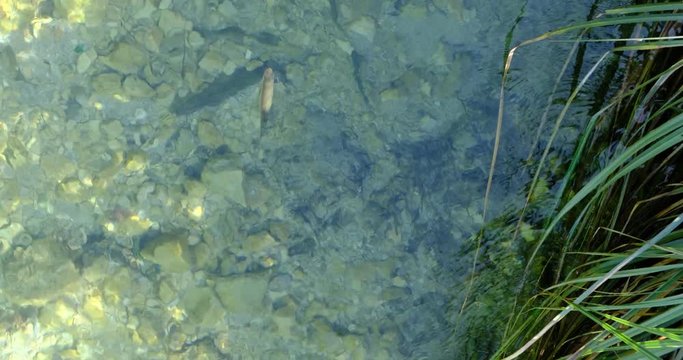 School of European chub fish (Squalius cephalus) swimming up river, in clear waters, at Plitvice Lakes National Park, Croatia. Tilt up, 4K DCI, 200 Mbps.