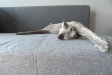 Lovely kitten sleeping on bed.
