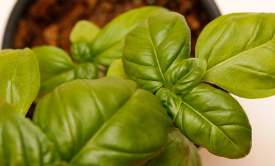 fresh basil leaves