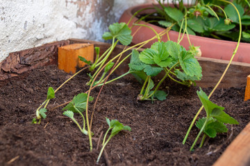Vermehrung Erdbeerpflanzen