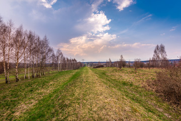 Row of birch trees in early spring. Rural landscape in Kashubia in Poland.