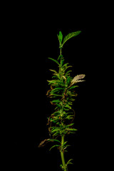 Old sick dry marijuana flower with new green leaf with black background