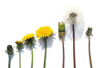 Seven stages of flowering dandelion. Isolate on white background...