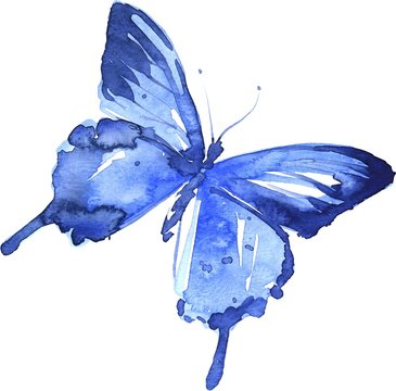 Watercolor colorful butterflies, isolated on white background, blue butterfly illustration.