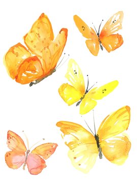 Watercolor colorful butterflies, isolated on white background yellow,orange butterfly illustration.