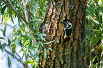 Close up Syrian woodpecker or Dendrocopos syriacus on tree next to its hole