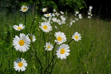 Fototapeta premium Matricaria chamomilla wild chamomile on the meadow