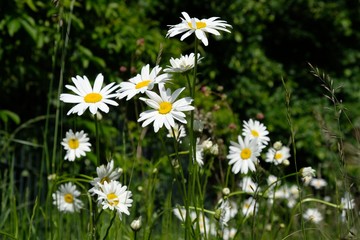 Fototapeta premium Matricaria chamomilla wild chamomile on the meadow