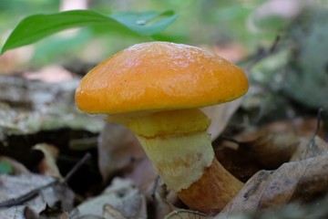 Suillus grevillei - yellow edible mushroom