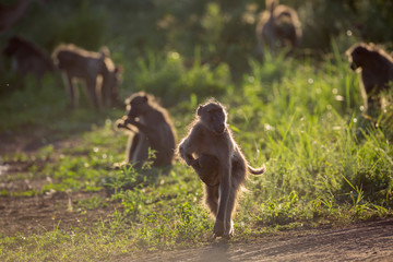 Chacma baboon in Kruger National park, South Africa