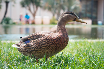 profile of a brown duck next to a pong with people in the background