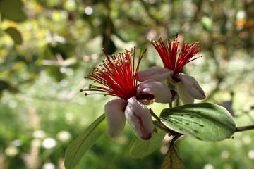 Feijoa flower close-up (Acca sellowiana)