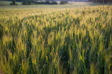 Closeup of green wheat in meadows.
