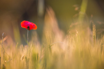 Fototapeta premium Beautiful poppies in a green meadow at sunset.
