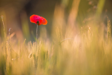 Beautiful poppies in a green meadow at sunset.