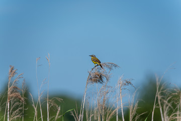 Pliszka żółta 4 © sliver63