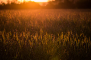 Fototapeta premium Closeup of green wheat in meadows.