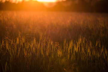 Fototapeta premium Closeup of green wheat in meadows.