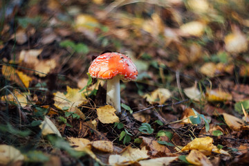 Red fly agaric on a blurred background of yellow autumn leaves close up. Poisonous mushroom, macro. Mushroom with a red hat with white dots on a white leg. Autumn forest. Beautiful bokeh