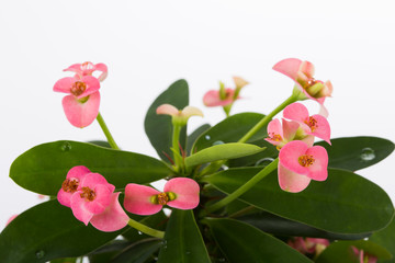 .tiny pink flowers in pot and white background