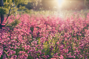 Obraz premium Natural summer landscape with pink flowers in the meadow at sunny day