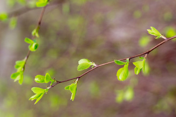 Fresh green new leaves of tree branch in spring park,close up and selective focus