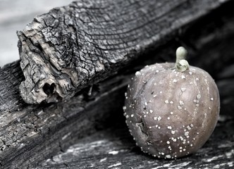 The old spoiled dried-up rotten apple on an old rotten drift. Still life.