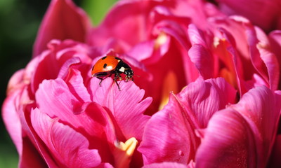 Ladybug closeup on a pink terry tulip. - Powered by Adobe