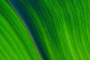 Blurred green striped texture background. Cropped shot of green leaf texture. Abstract nature background.
