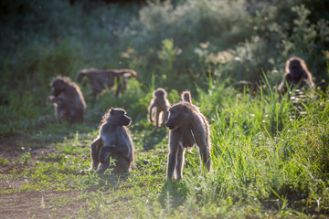 Chacma baboon in Kruger National park, South Africa