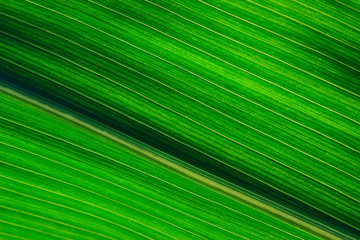 Obraz premium Blurred green striped texture background. Cropped shot of green leaf texture. Abstract nature background.