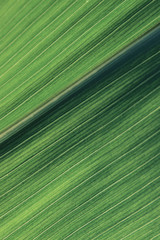 Blurred green striped texture background. Cropped shot of green leaf texture. Abstract nature background.