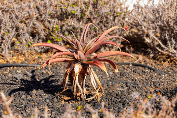 Large aloe plant with watering pipes in the background