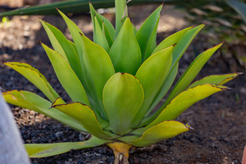 Obraz premium Large aloe plant in a country house