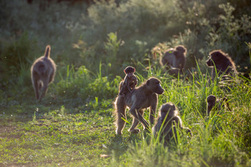 Chacma baboon in Kruger National park, South Africa