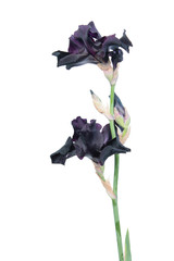 Black (dark purple) iris flowers with long green stem isolated on white background. Cultivar from...