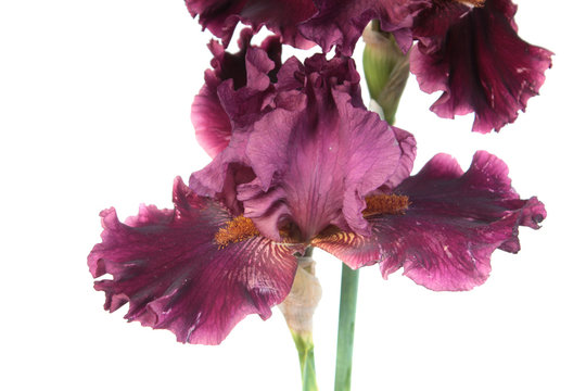 Burgundy red iris flower close-up isolated on white background. Cultivar with ruffled flower from Tall Bearded (TB) iris garden group